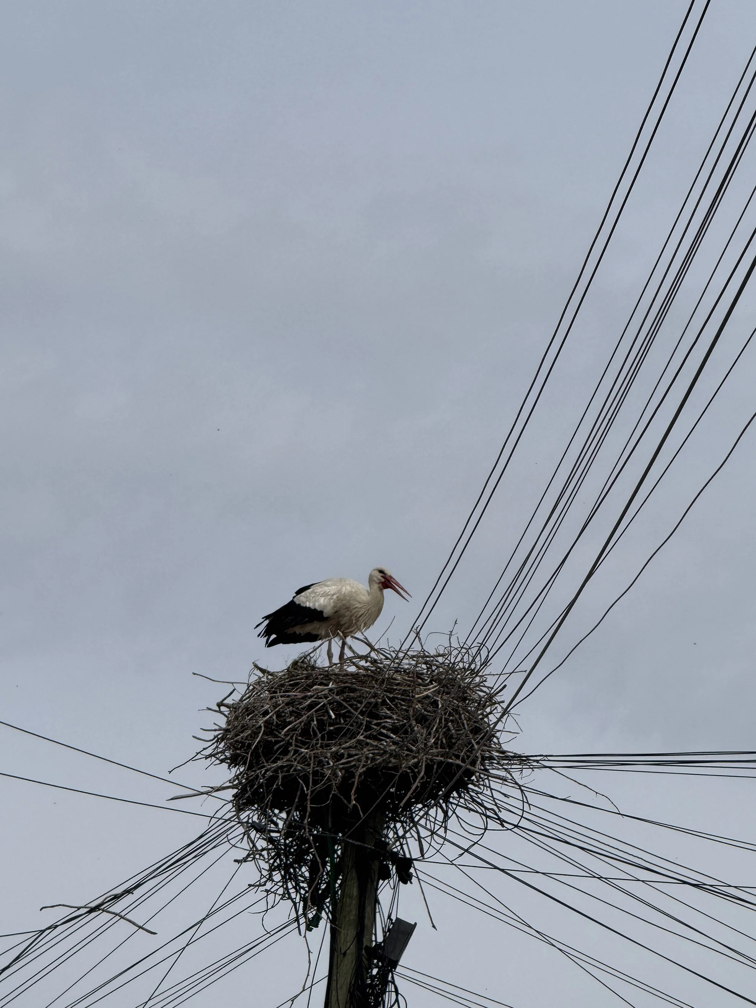 Stork nests, Comporta with Kids