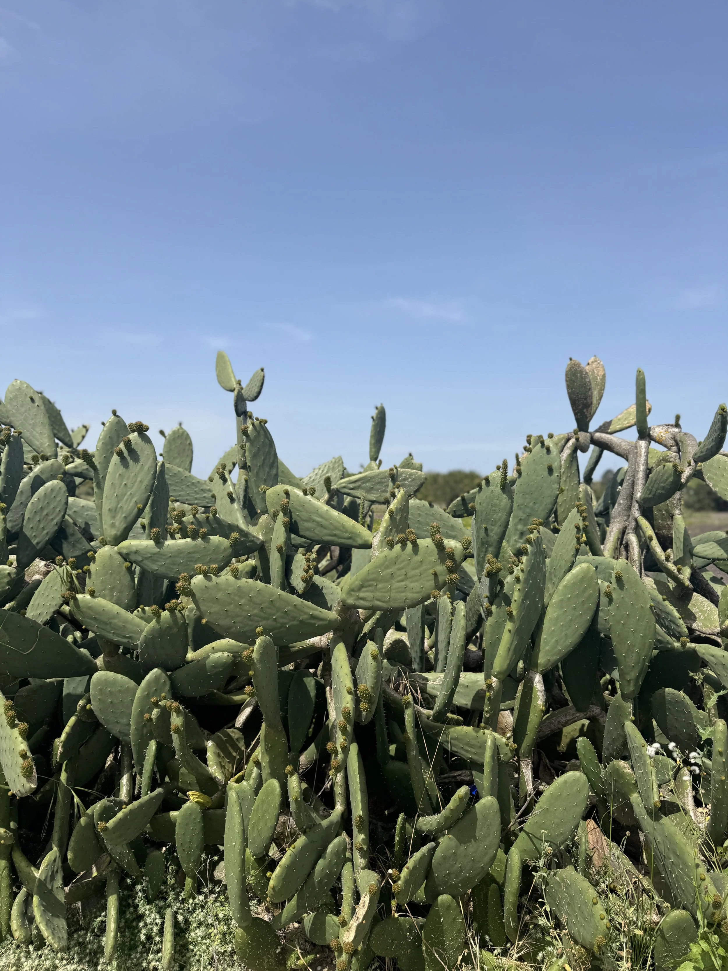 Cactus, Comporta with Kids
