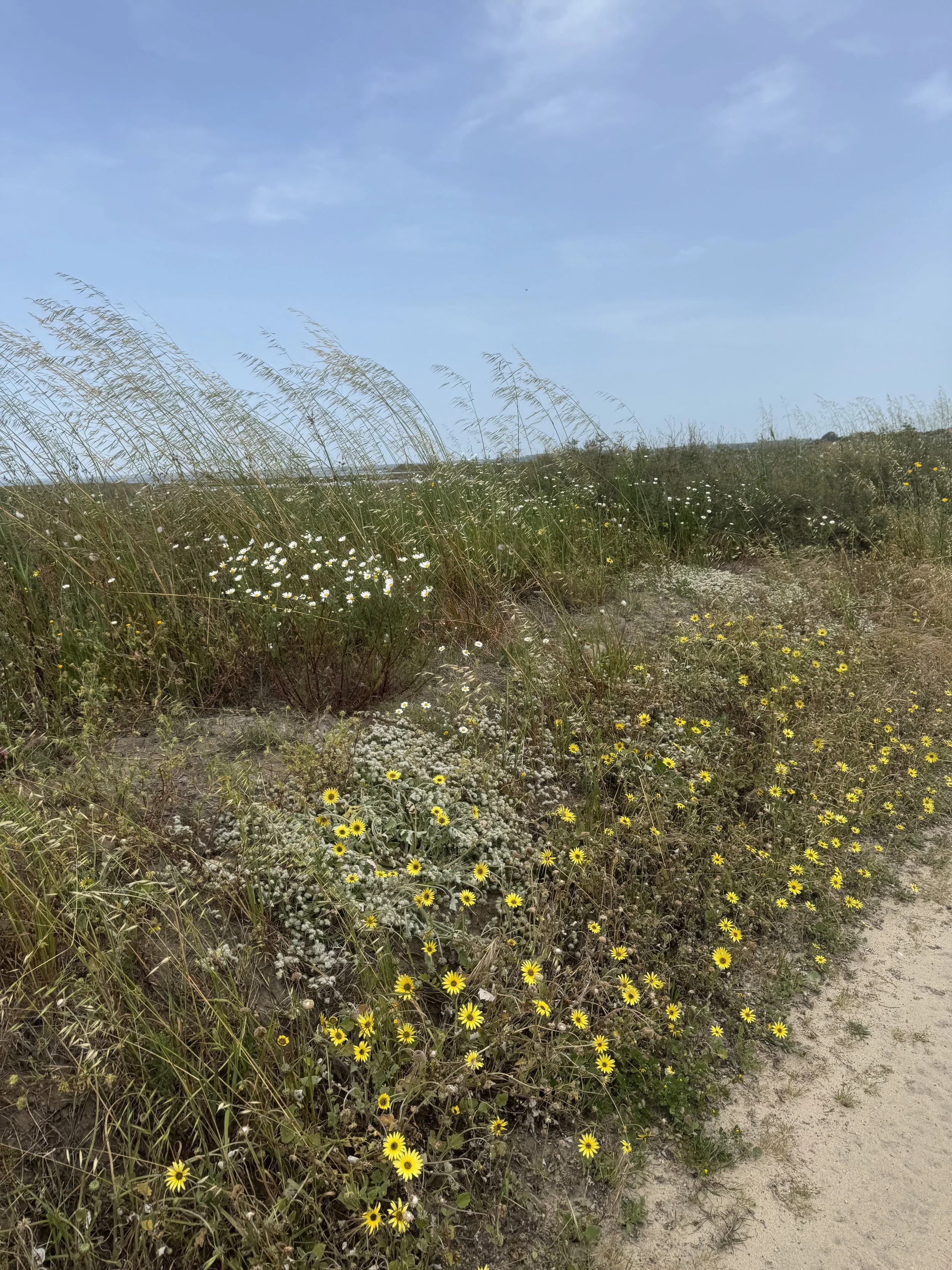 Countryside, Comporta with Kids
