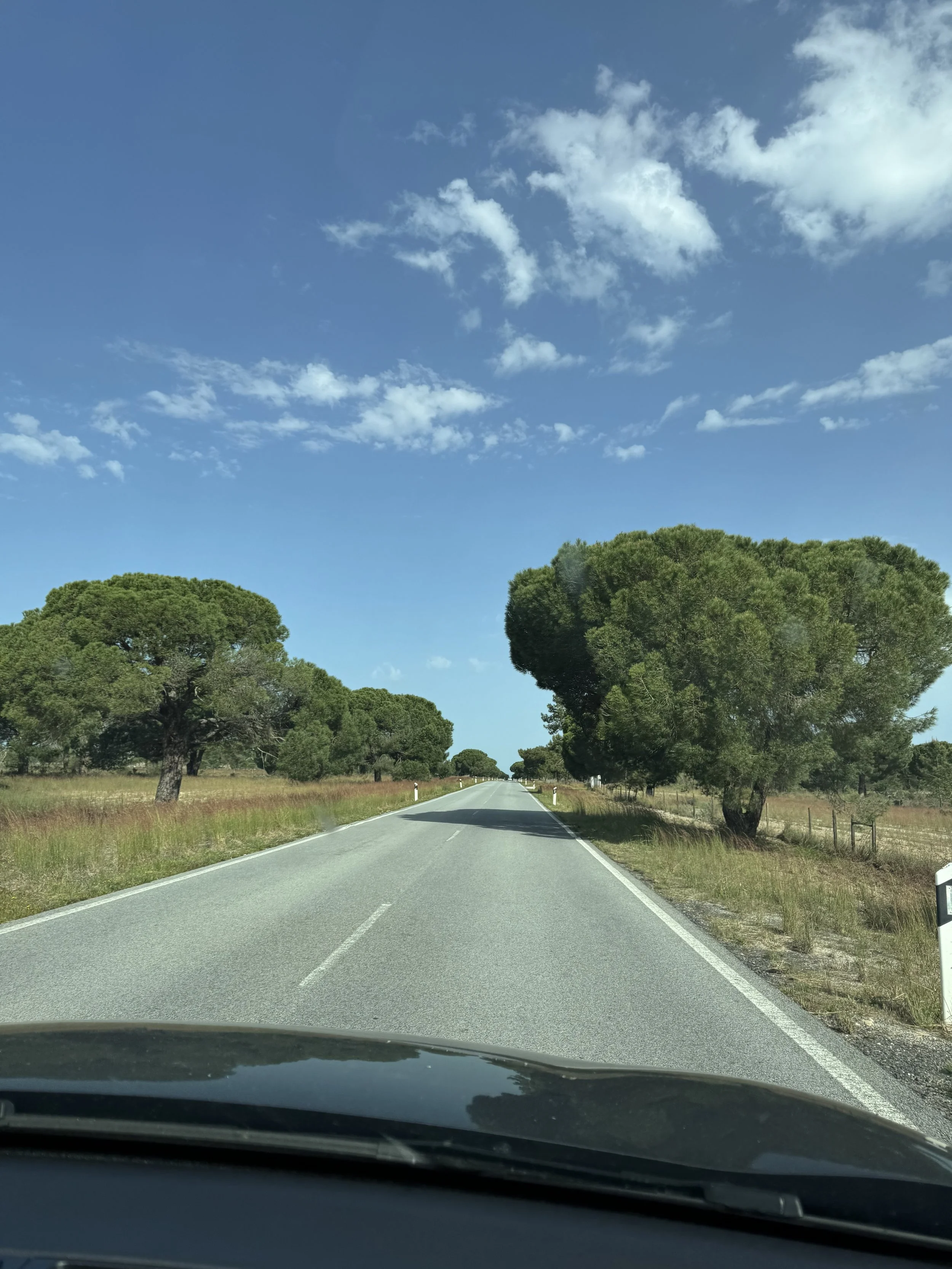 Comporta Trees, Comporta with Kids