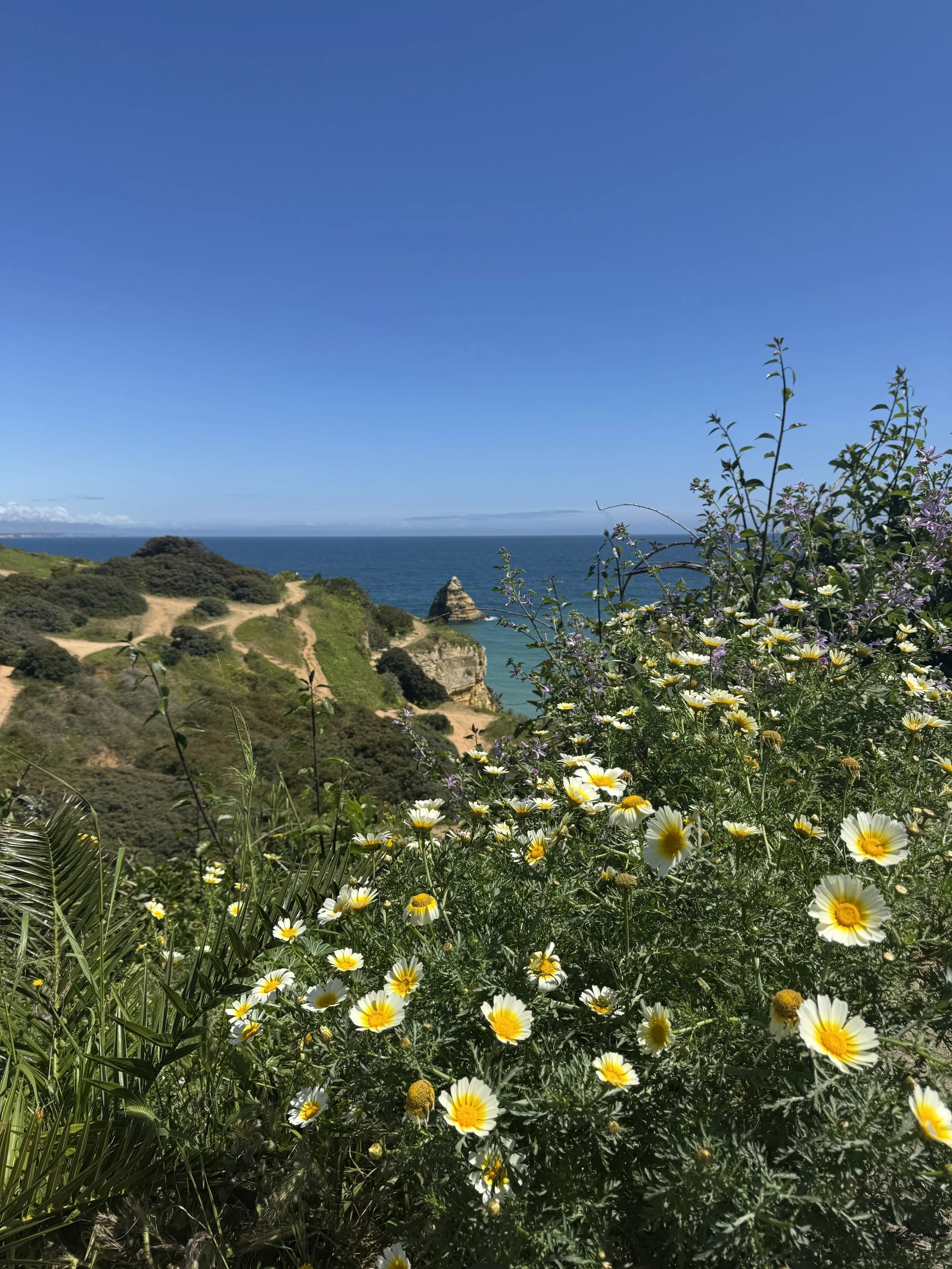 Wildflowers on Cliff walks, Praia do Camilo with kids, Algarve family travel blog