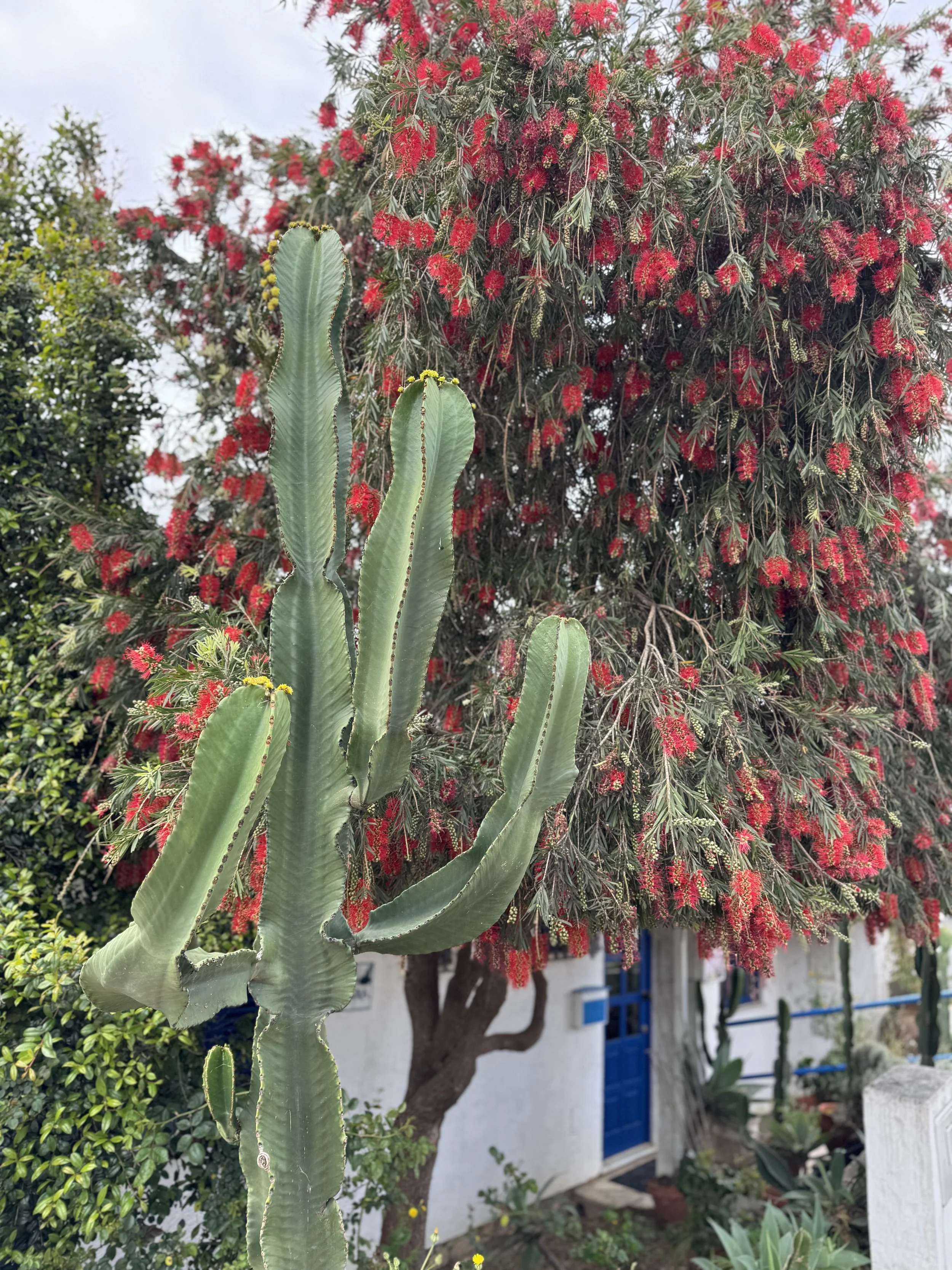 Cactus in Carvoeiro, Algarve with Kids