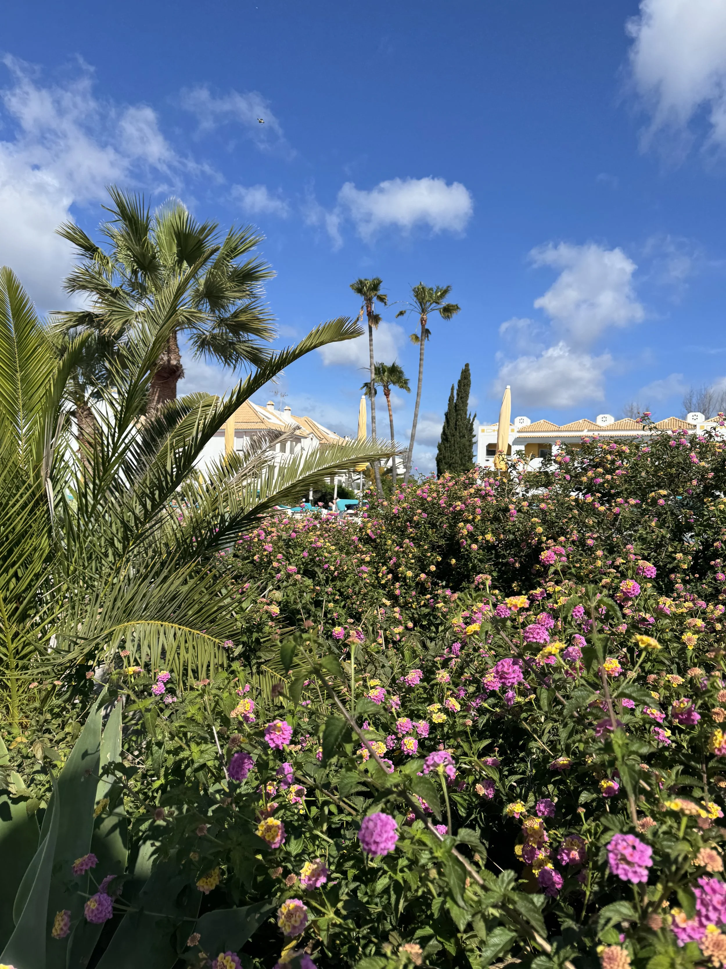 Palm trees, Golden Club Cabanas