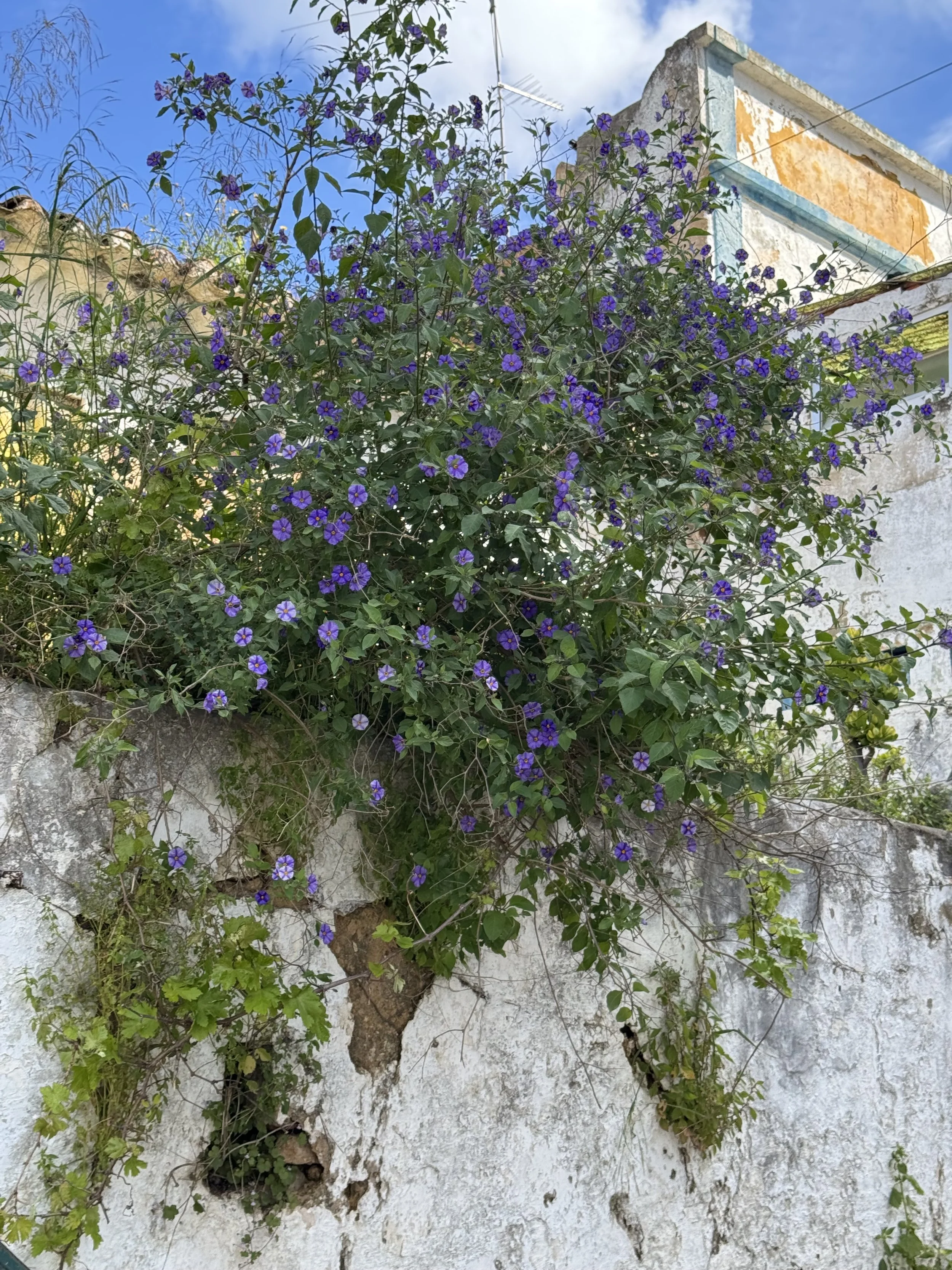 Palácio de Estoi, Estoi, Tavira with Kids