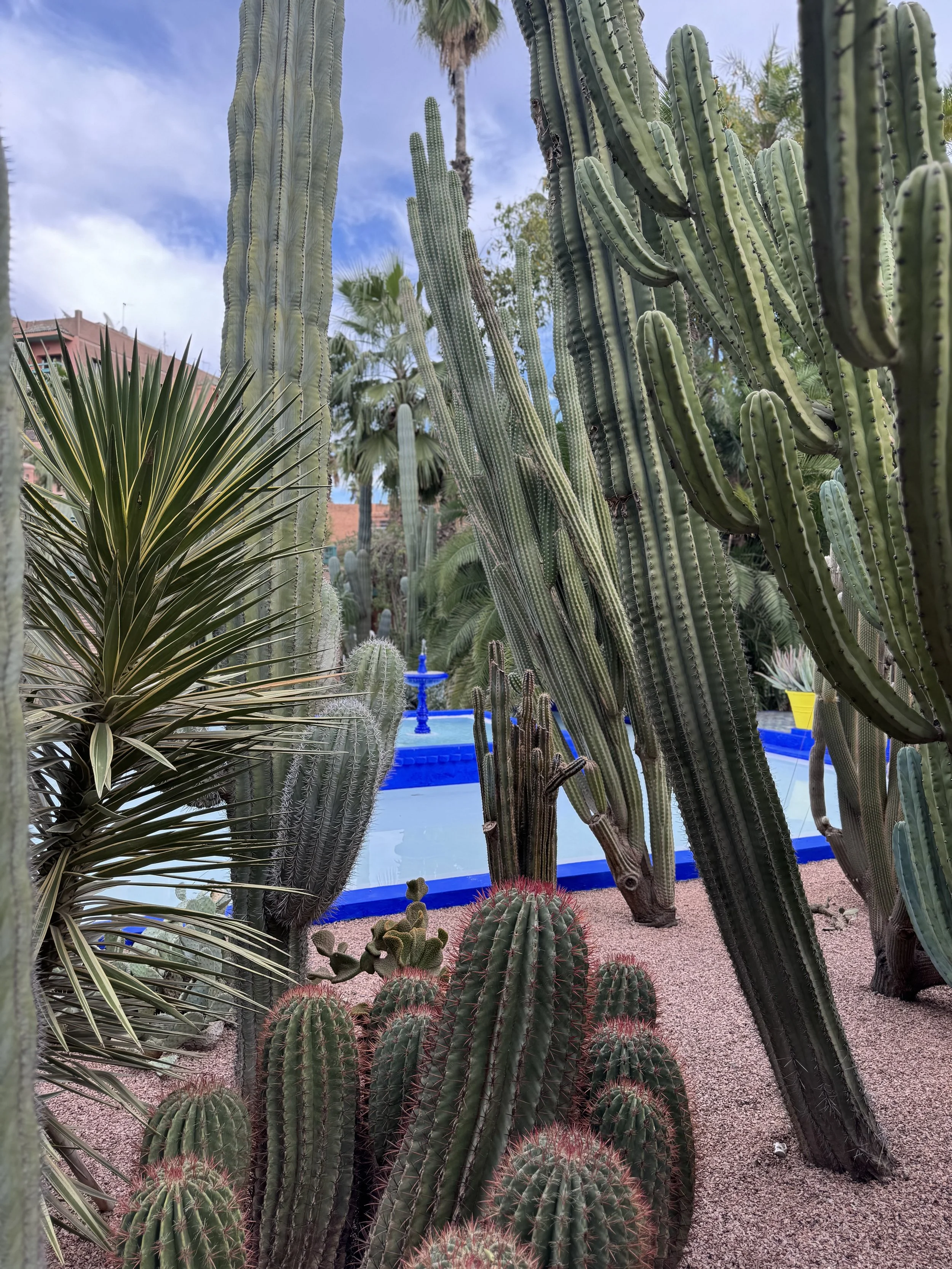 Jardin Majorelle, Marrakech with Kids