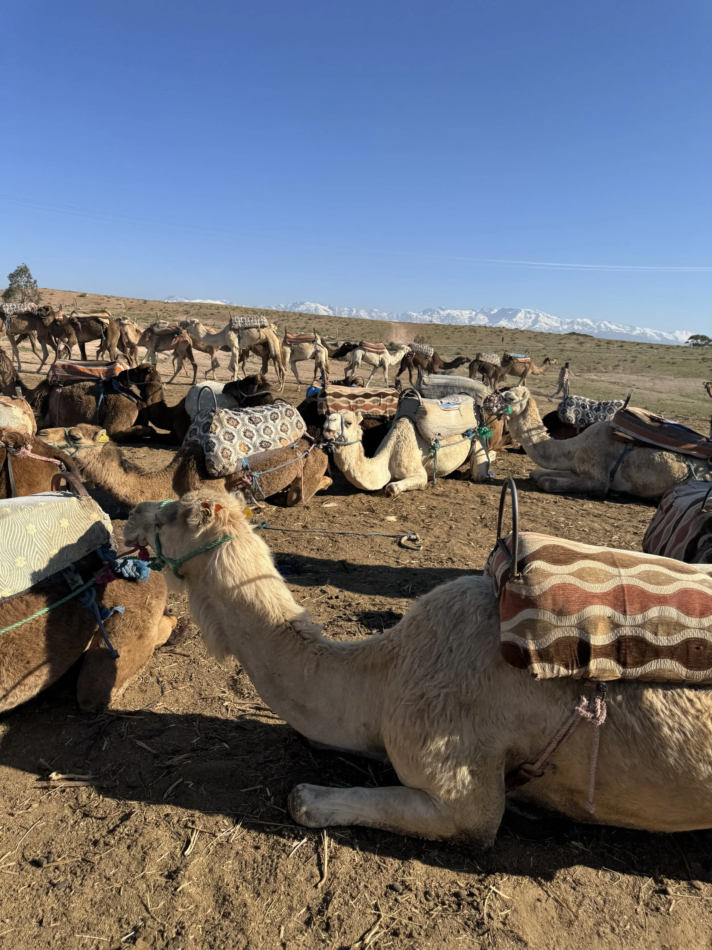 Camel and Desert trip, Marrakech With Kids