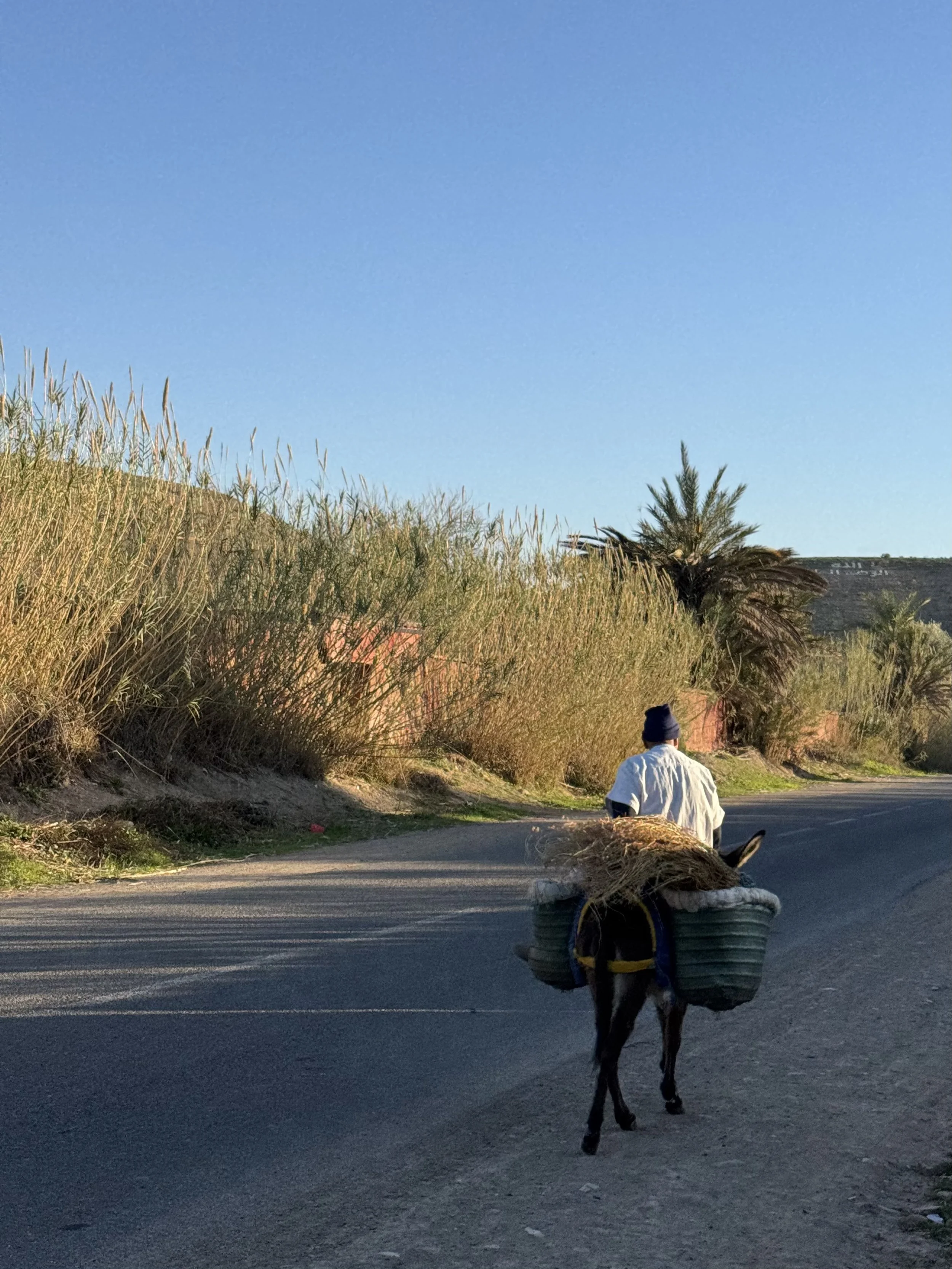 Donkey in a Berber Village, Agafay Desert, Marrakech with Kids