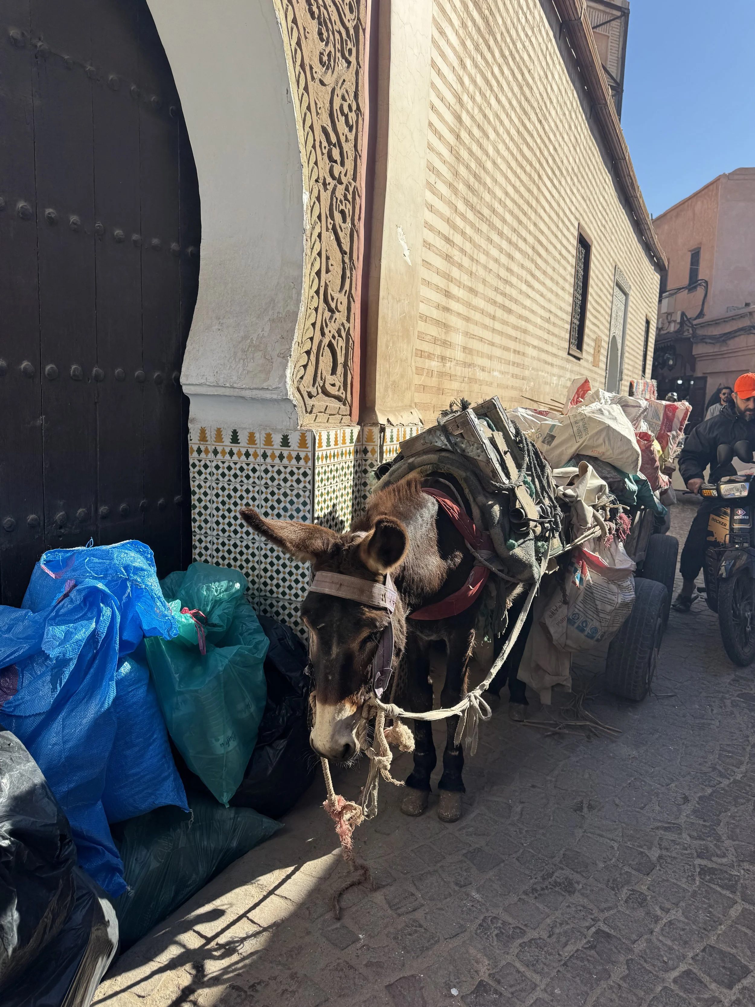 Donkey in the Souks, Marrakech, Travel with Kids
