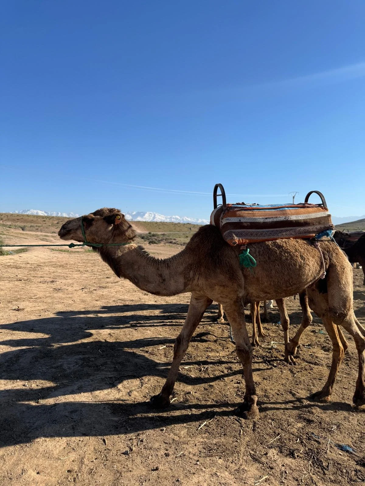 Camel in the Agafay Desert, Marrakech with Kids