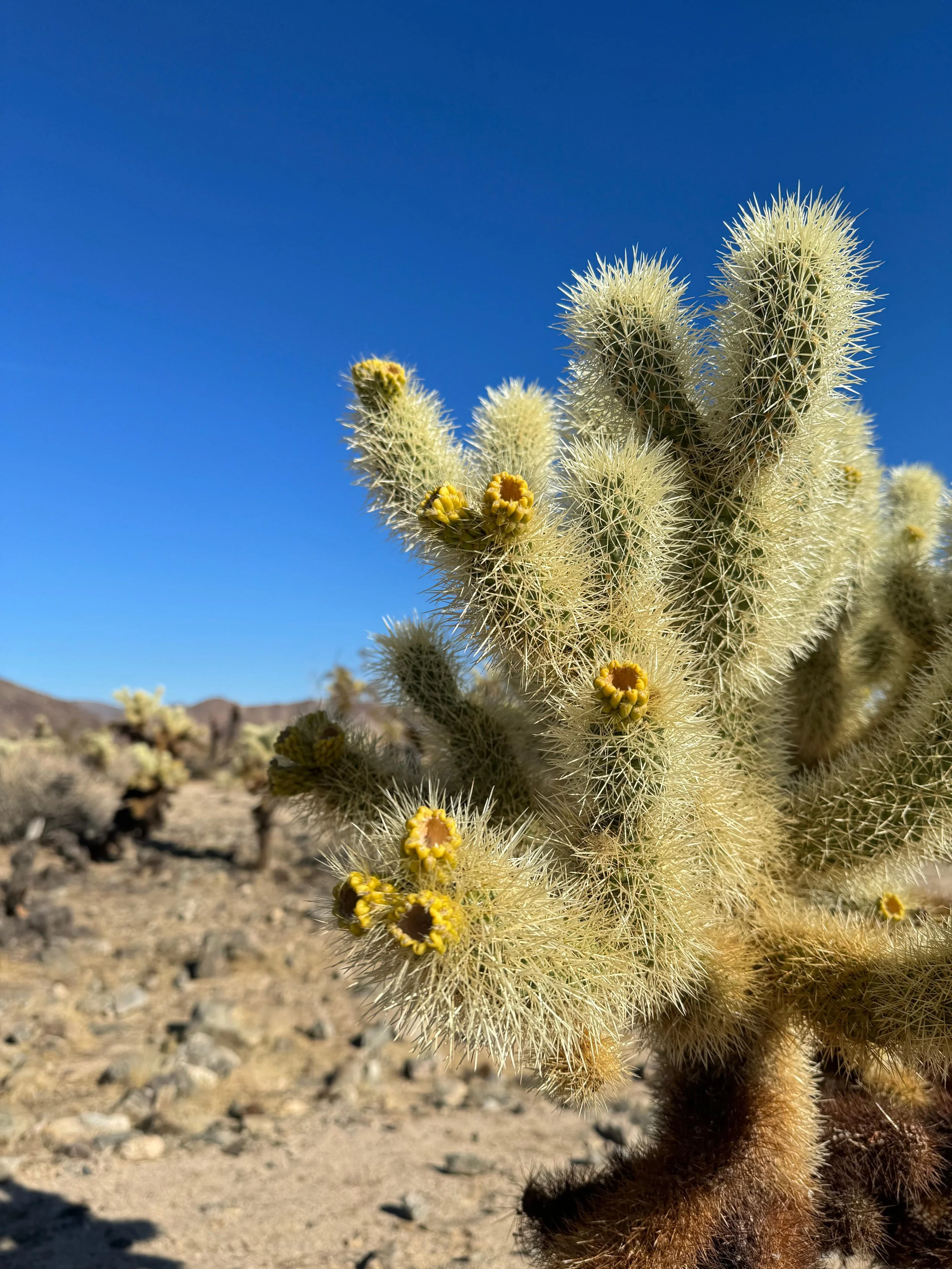 Cholla cactus at Joshua Tree National Park with Kids