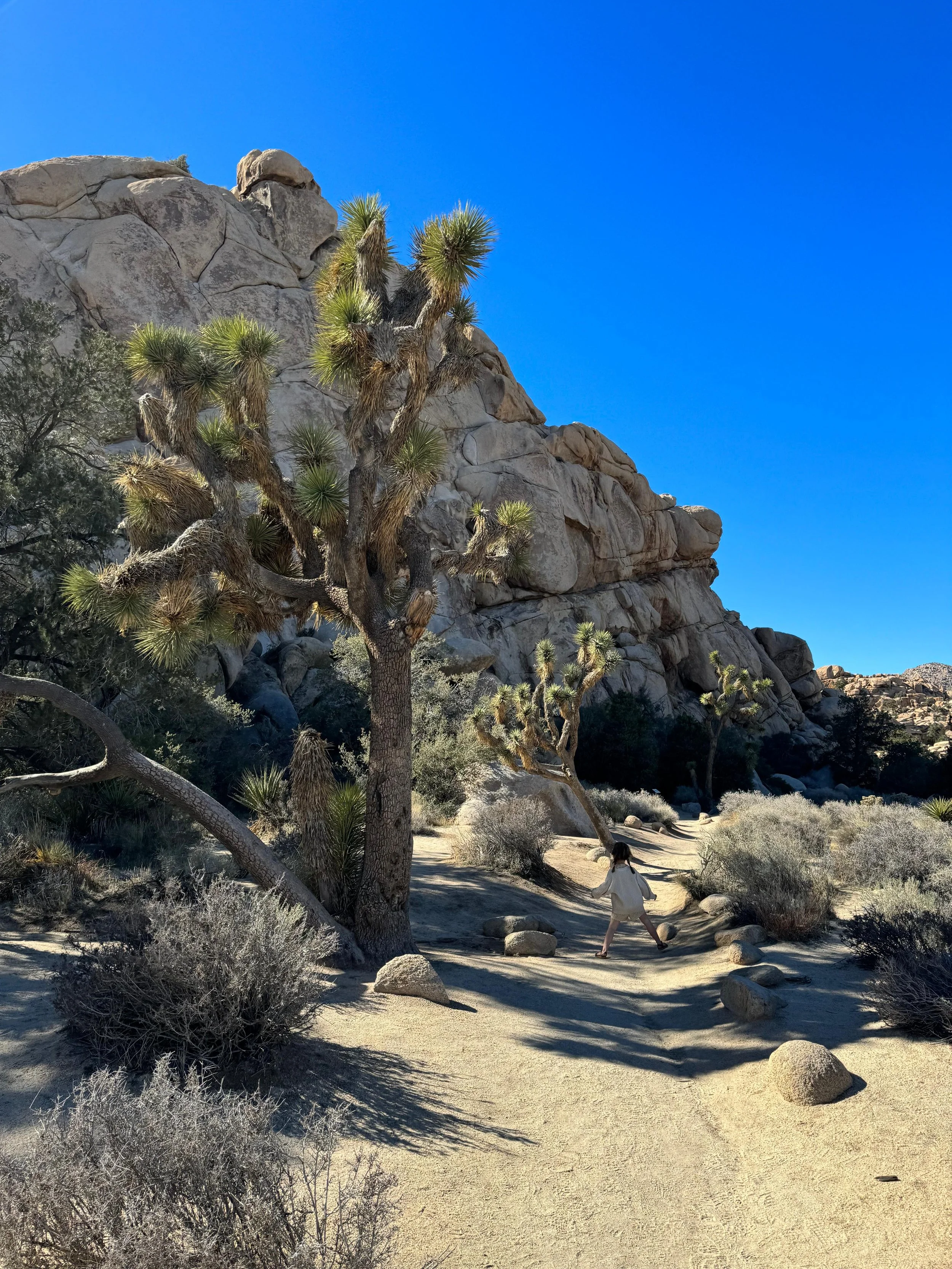 Kids Hiking in Joshua tree national park