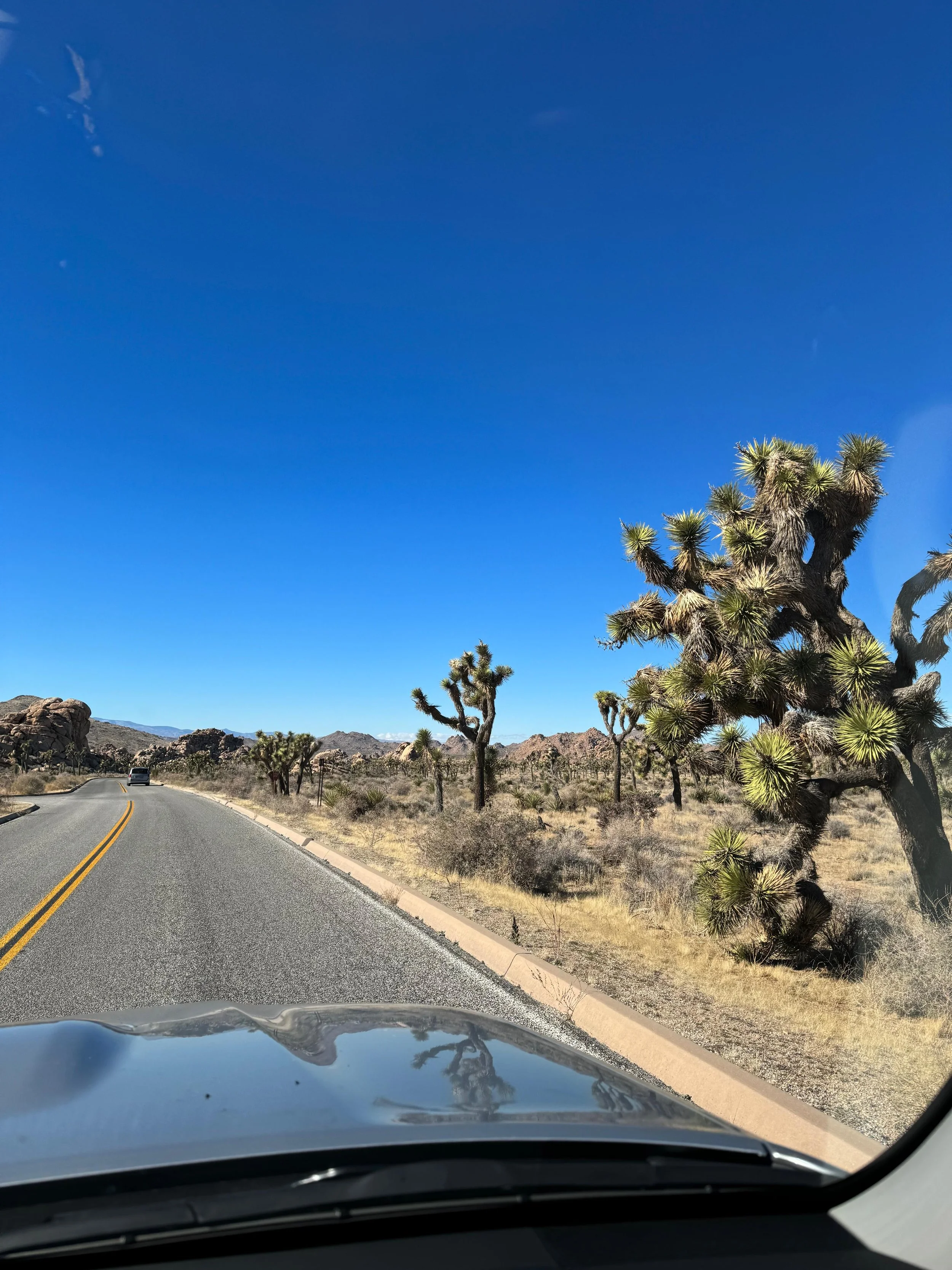 Driving through Joshua Tree