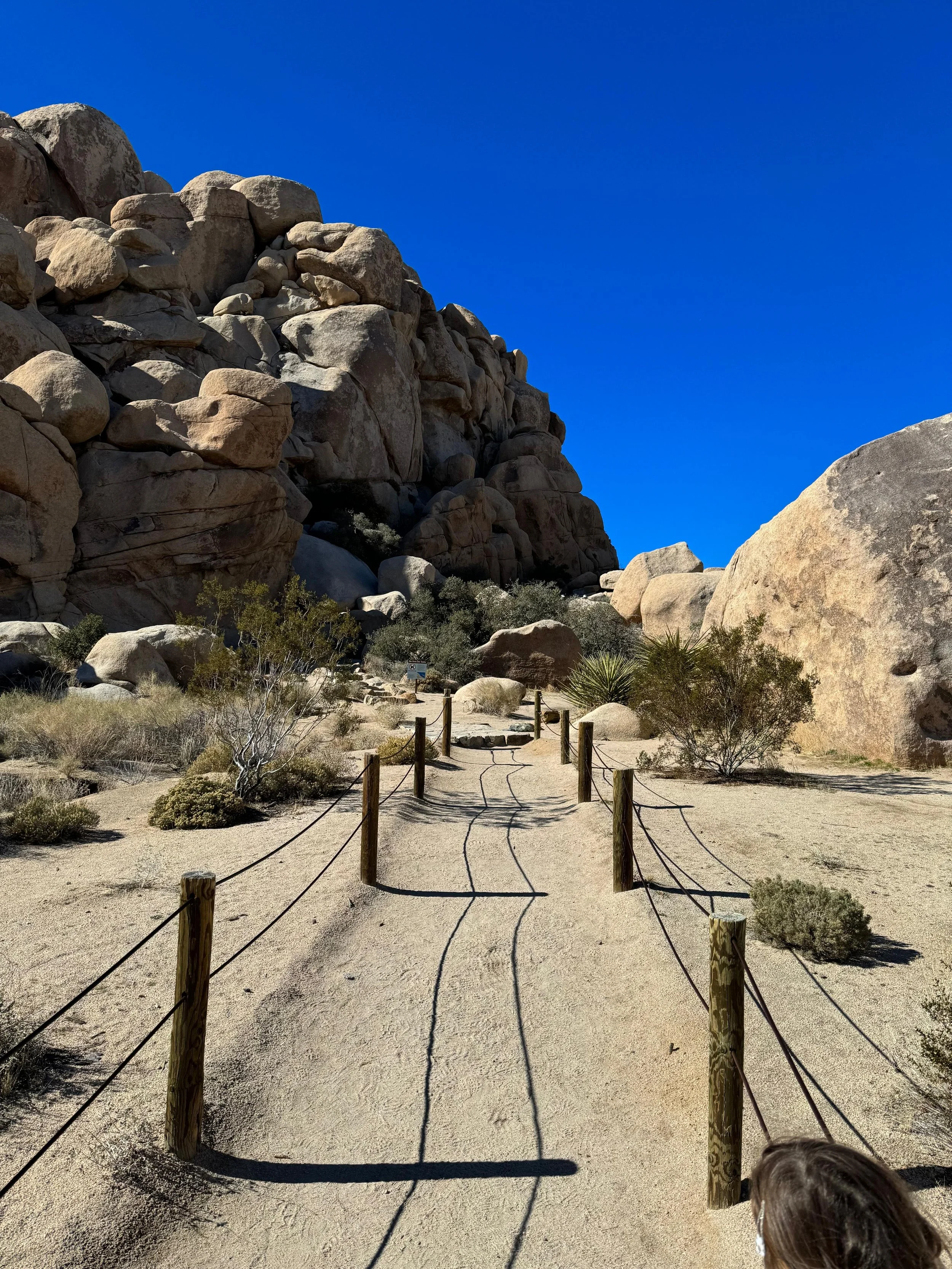 Joshua Tree Hike with Kids