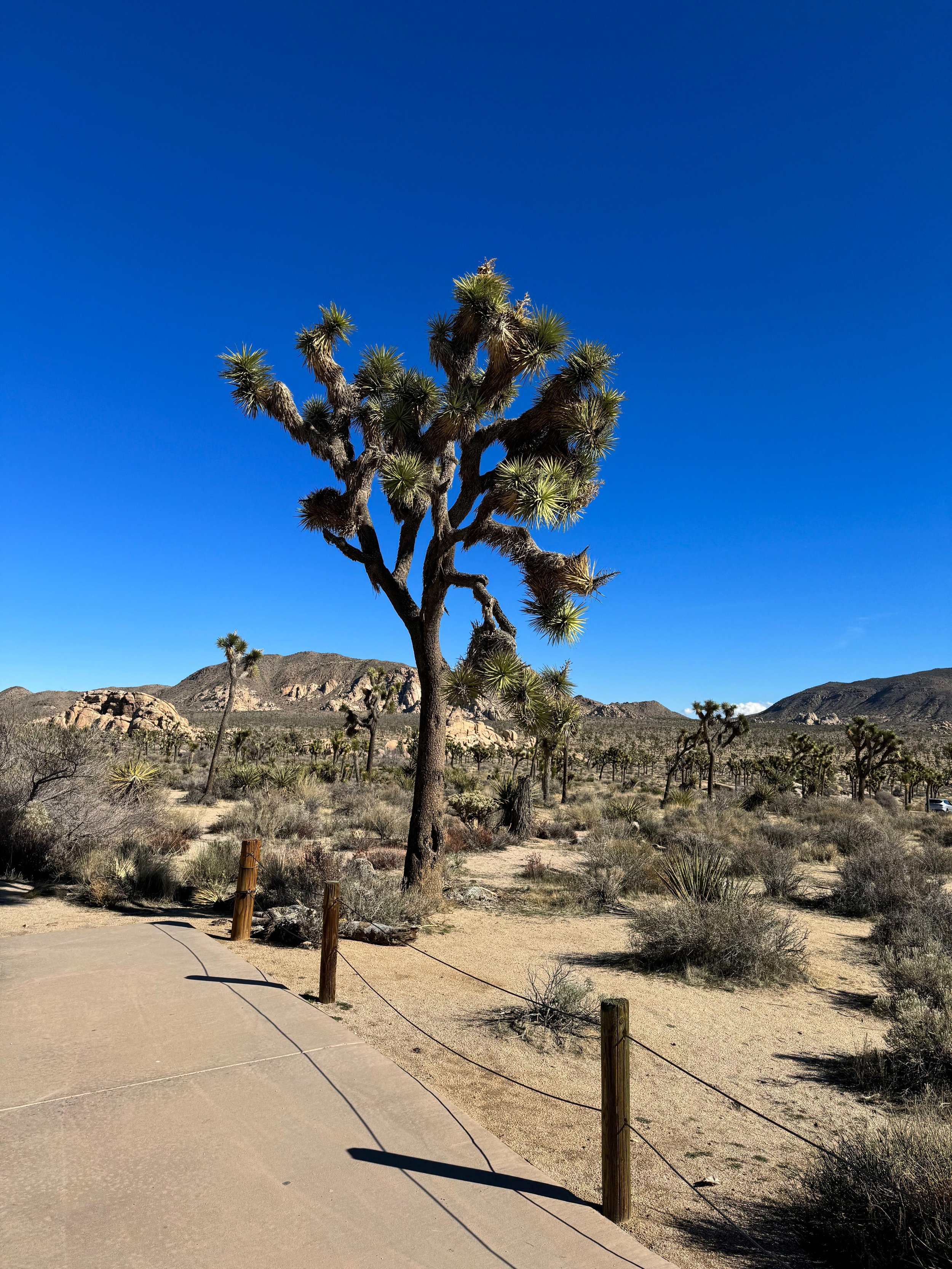 Junior Park Ranger Badge, Joshua Tree National Park with Kids