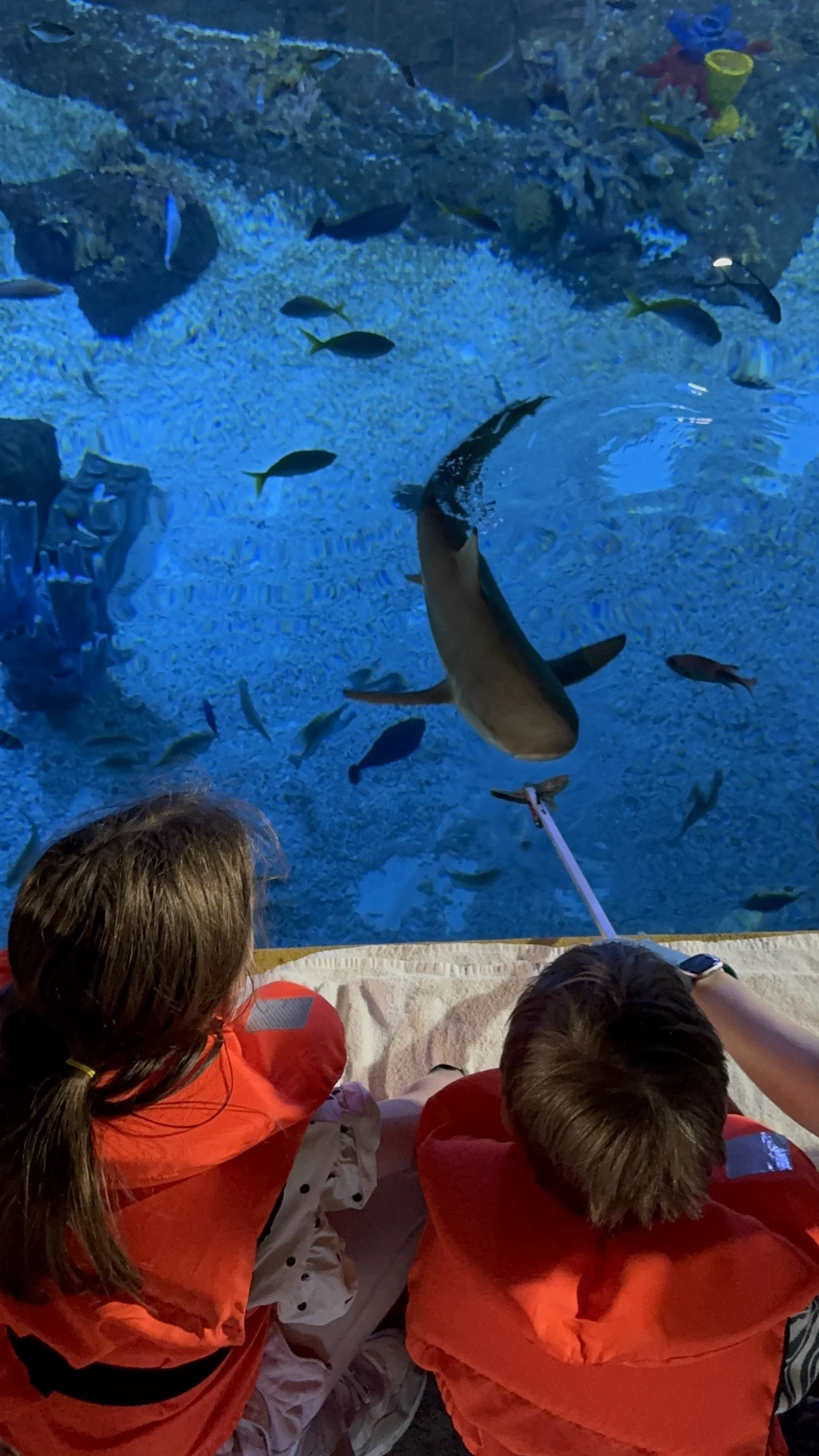 Legoland Windsor Day Out, VIP Shark Feeding Experience