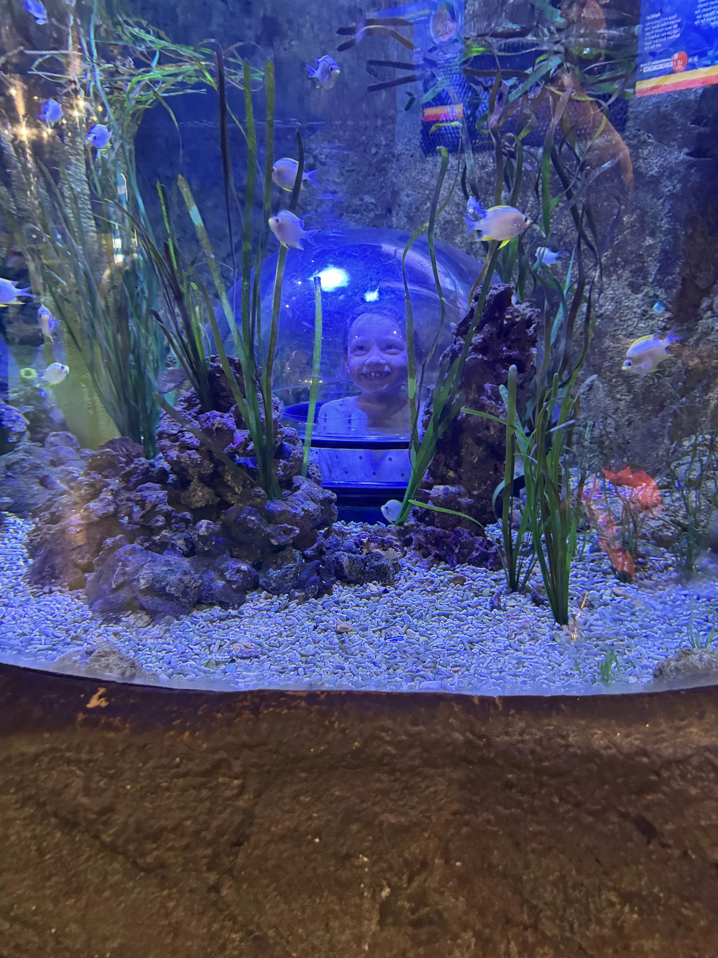 Legoland Windsor Day Out, VIP Shark Feeding Experience