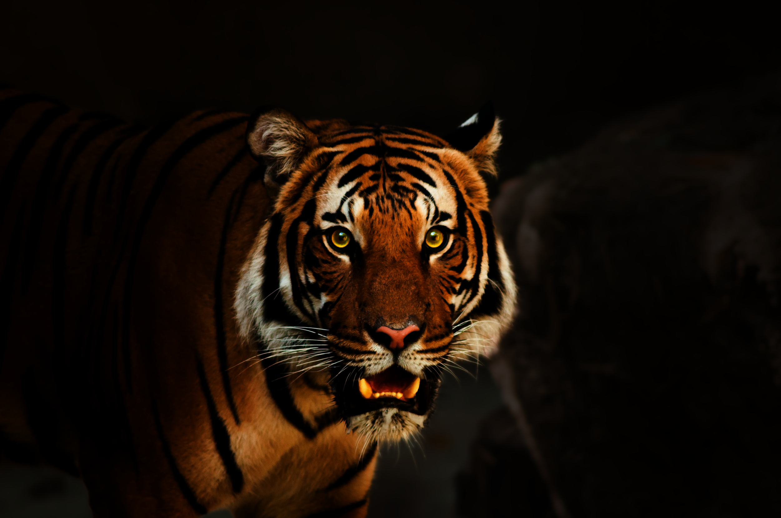 Close-up of a tiger with “Sell more or get ignored” headline and a “Start your build” call-to-action.