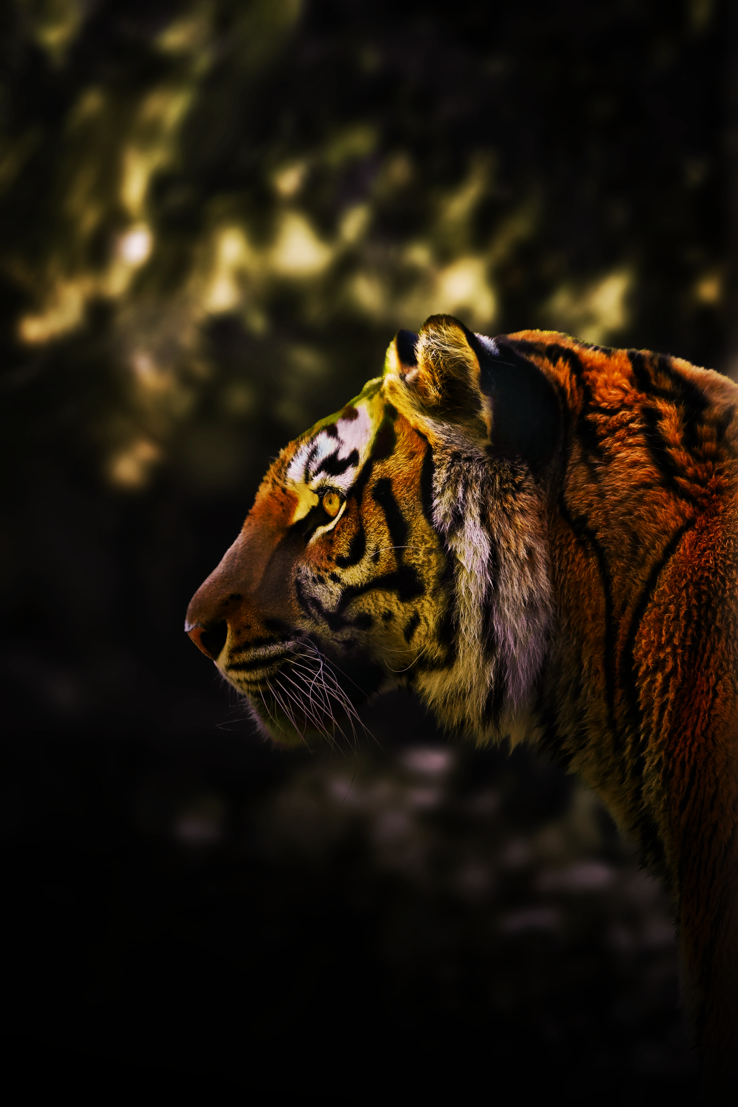 “Start your build” contact form with tiger image and prompt “What are we making impossible to ignore?”