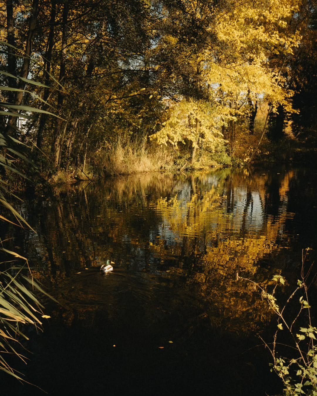 finding real matters | part 4 

#AuthenticCinematic #realmatters #organiccaptures