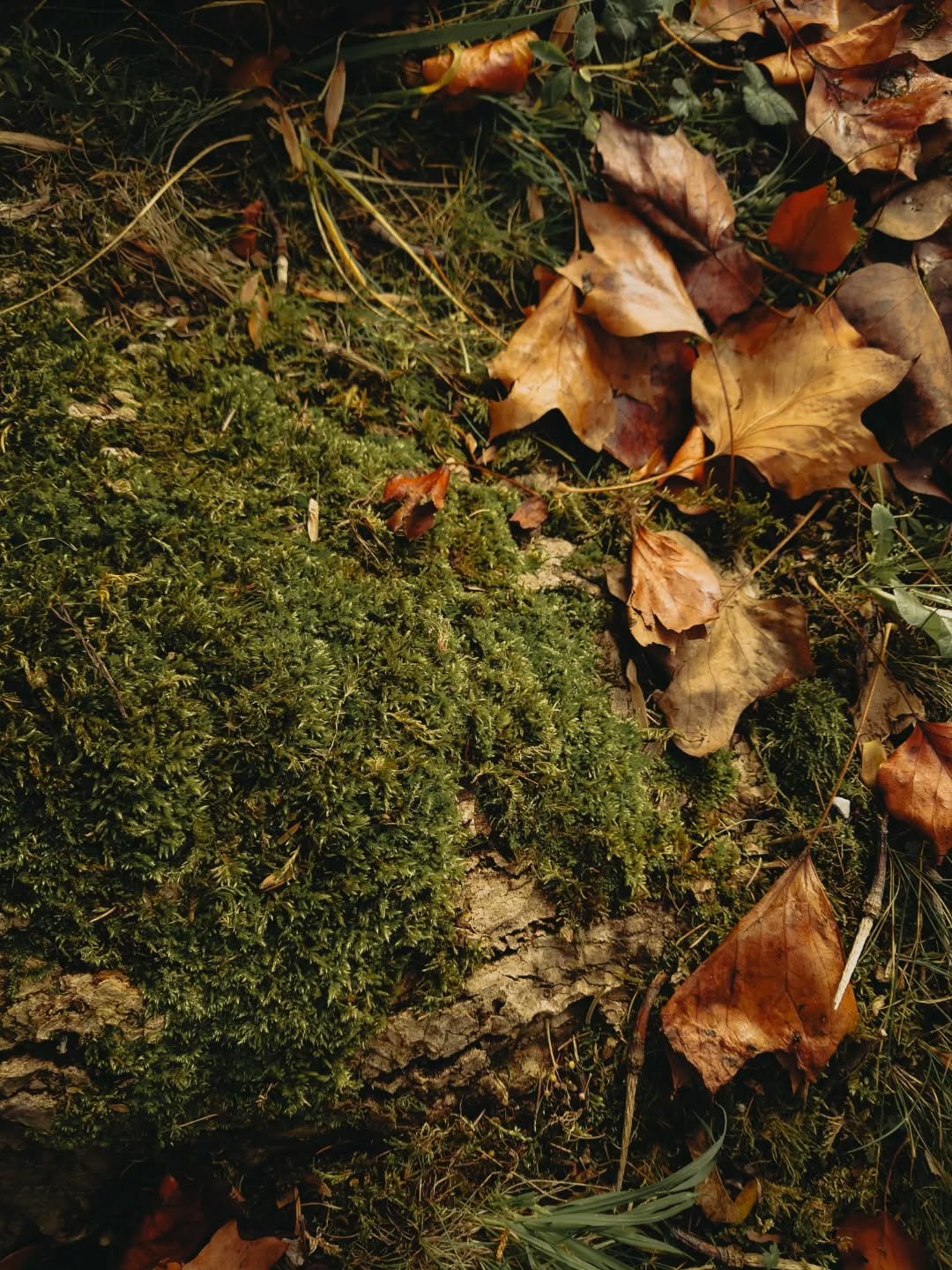 finding real matters | part 3

#AuthenticCinematic #realmatters #cinematicphotography