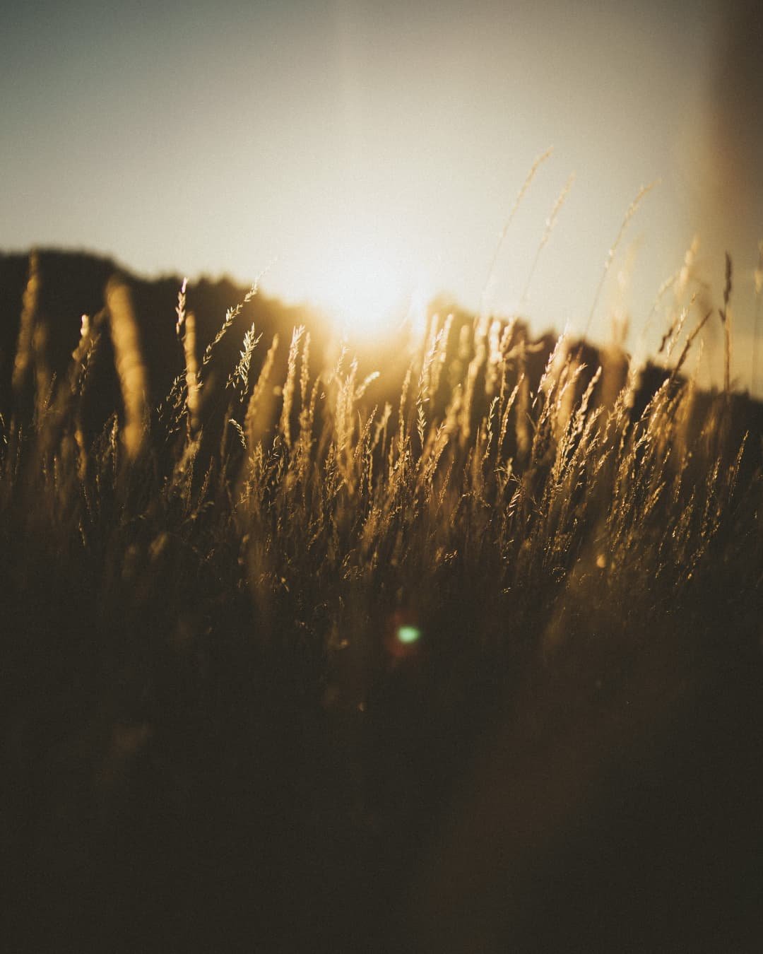 Summer Gold

#organiccaptures #photooftheday
#nostalgic #moodycaptures