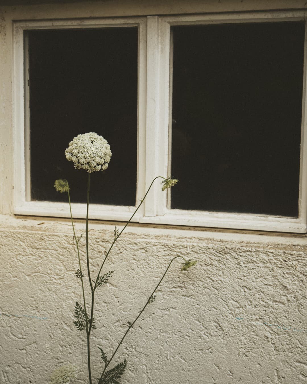 White. Not empty
#minimalmood  #sonya7cii #50mmphotography #organiccaptures