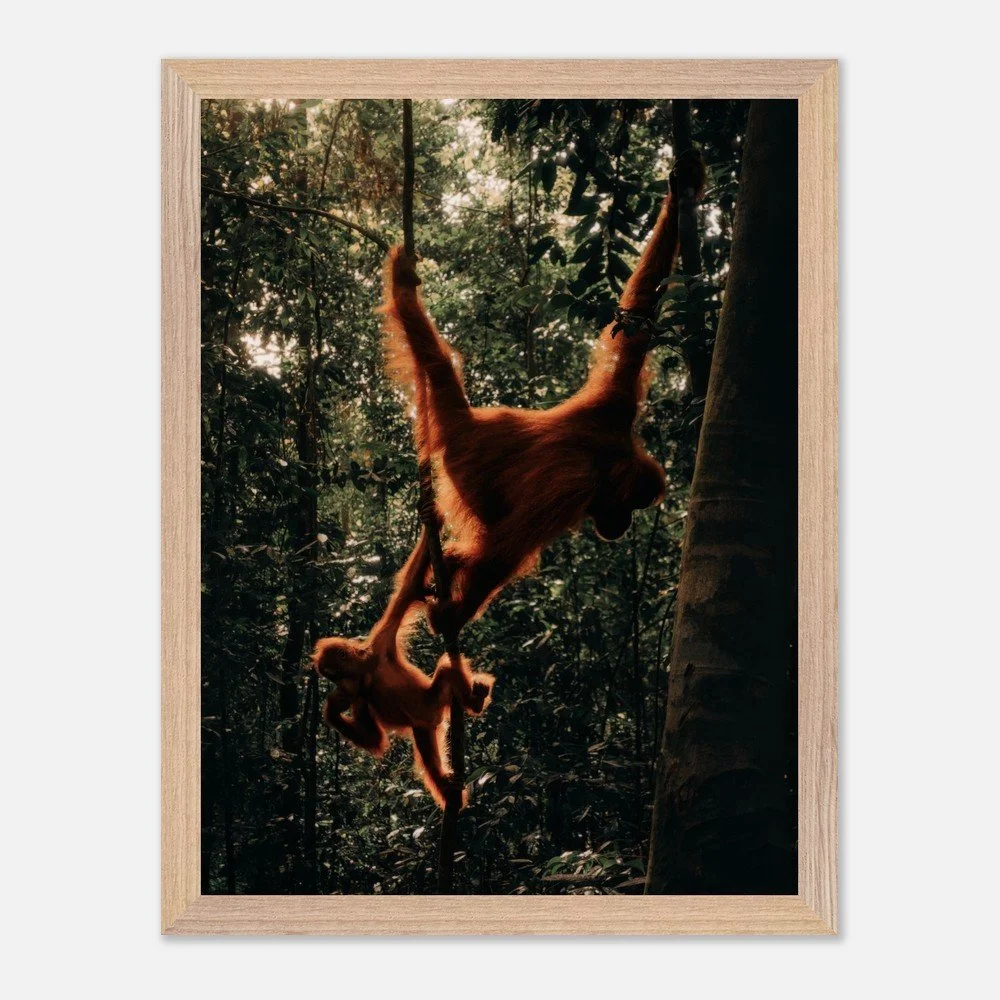 A MOTHER'S PRIDE  | Orang-Utan