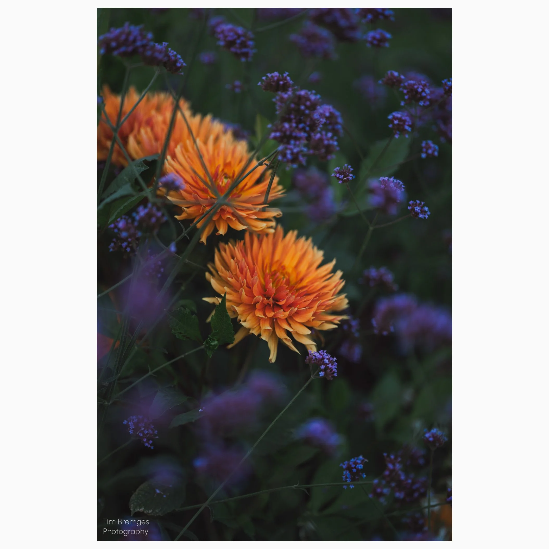 Kaktus-Dahlie apricot