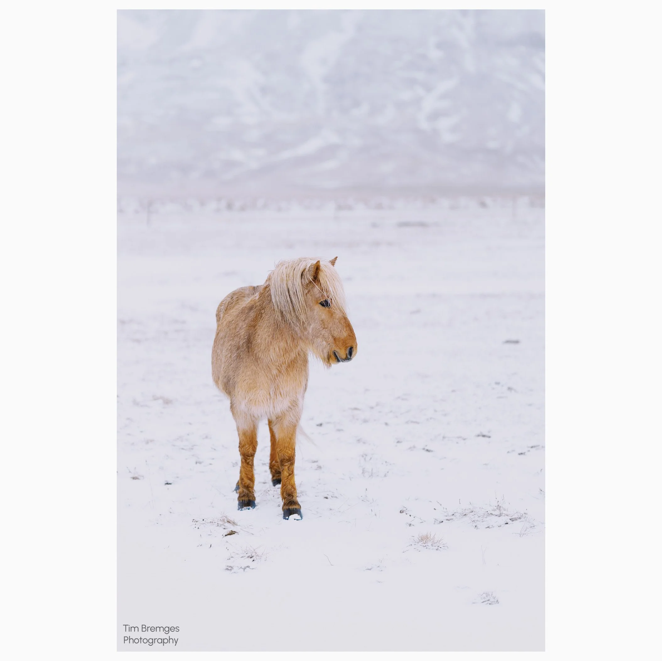 Goldenes Islandpferd