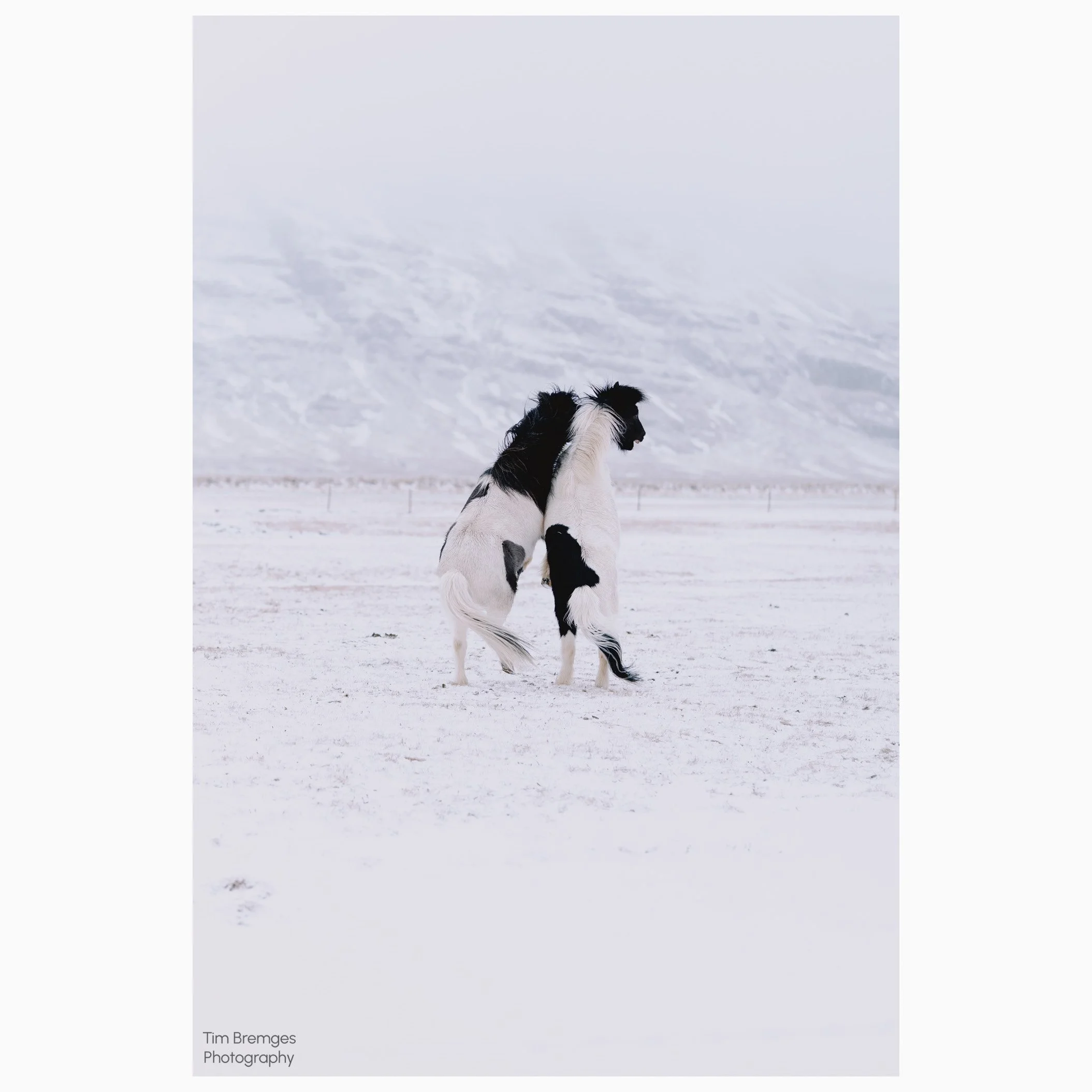 Zum tänzelnden Pony