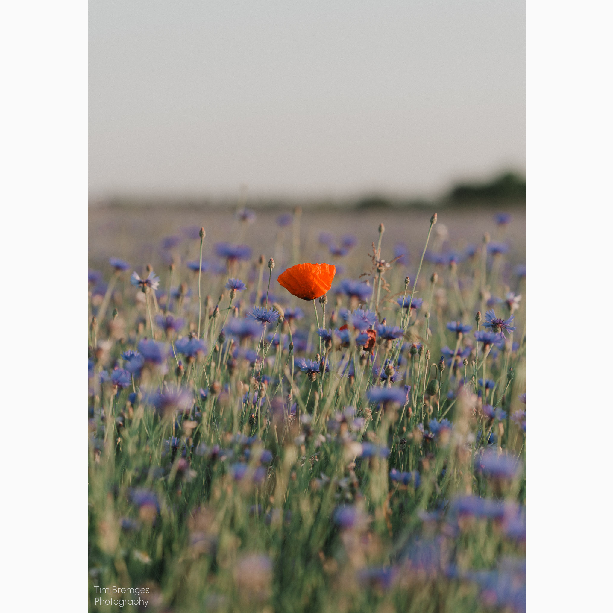 Mohnblume-2.png