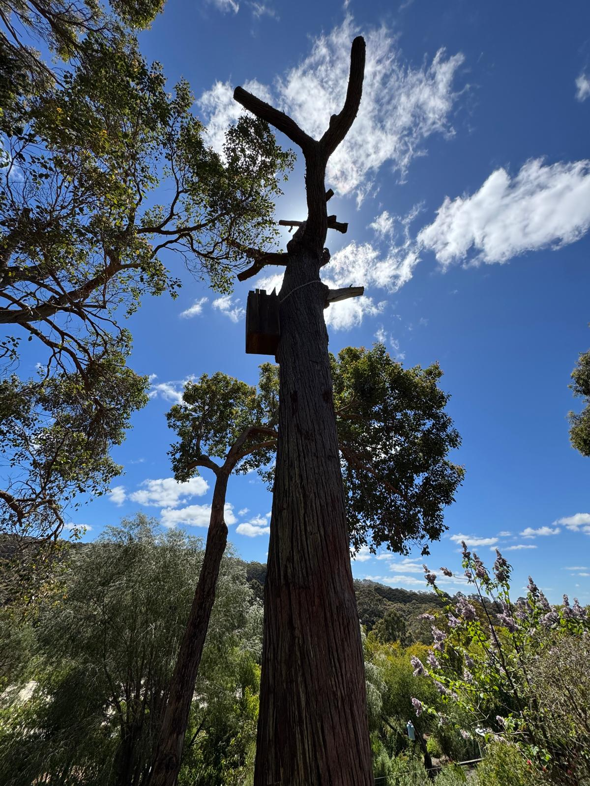 Teaching old trees a new trick
