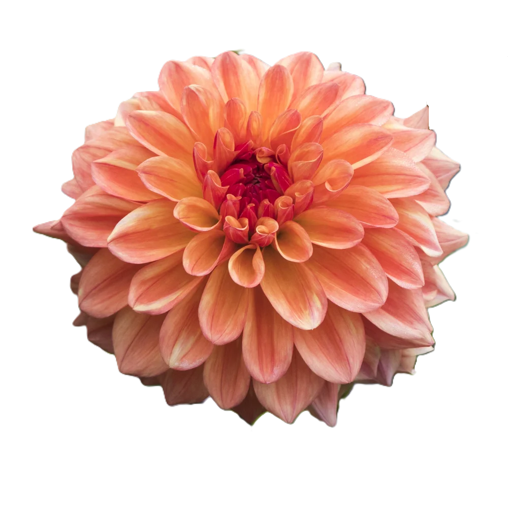 Ferncliff Copper.png