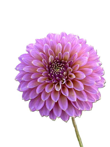 Skipley Spot of Gold.png