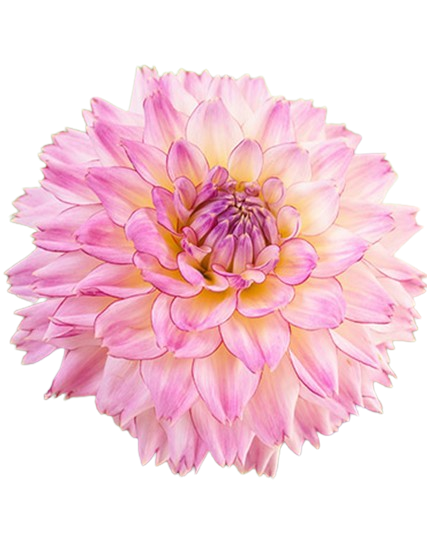 Colorful Investment2.png