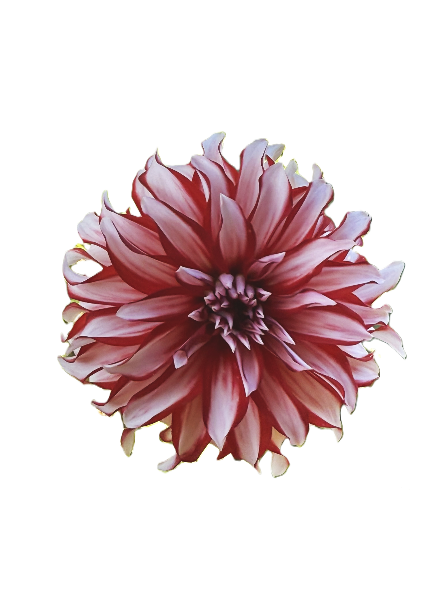 Santa (potted dahlia)