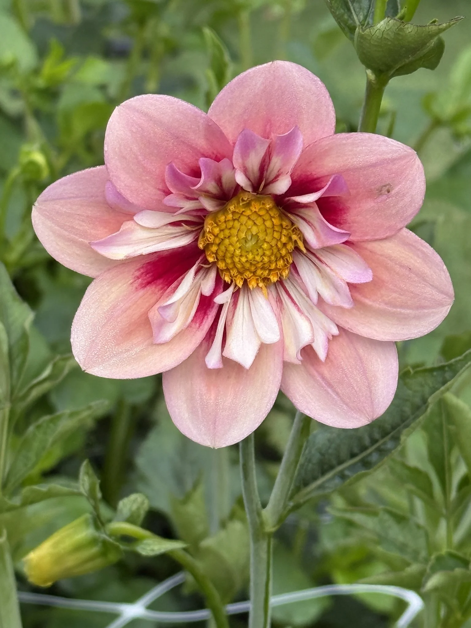 Rhubarb & Custard.JPEG