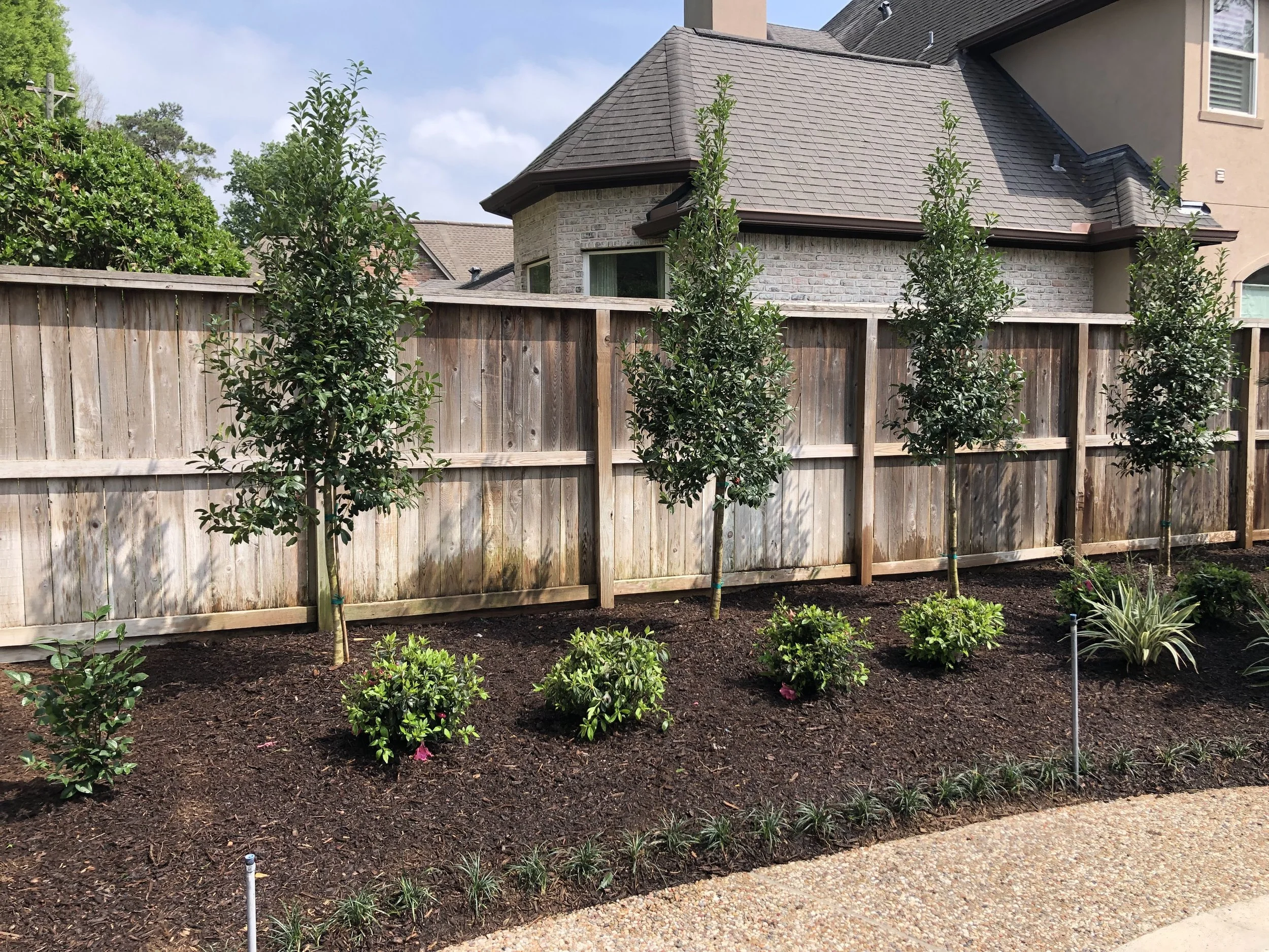Eagleston Holly privacy hedge installed in Houston backyard landscape.