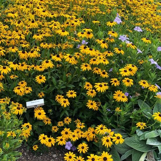Black-eyed Susan (Rudbeckia) 