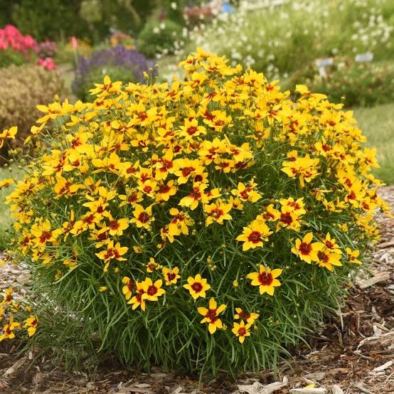 Coreopsis 