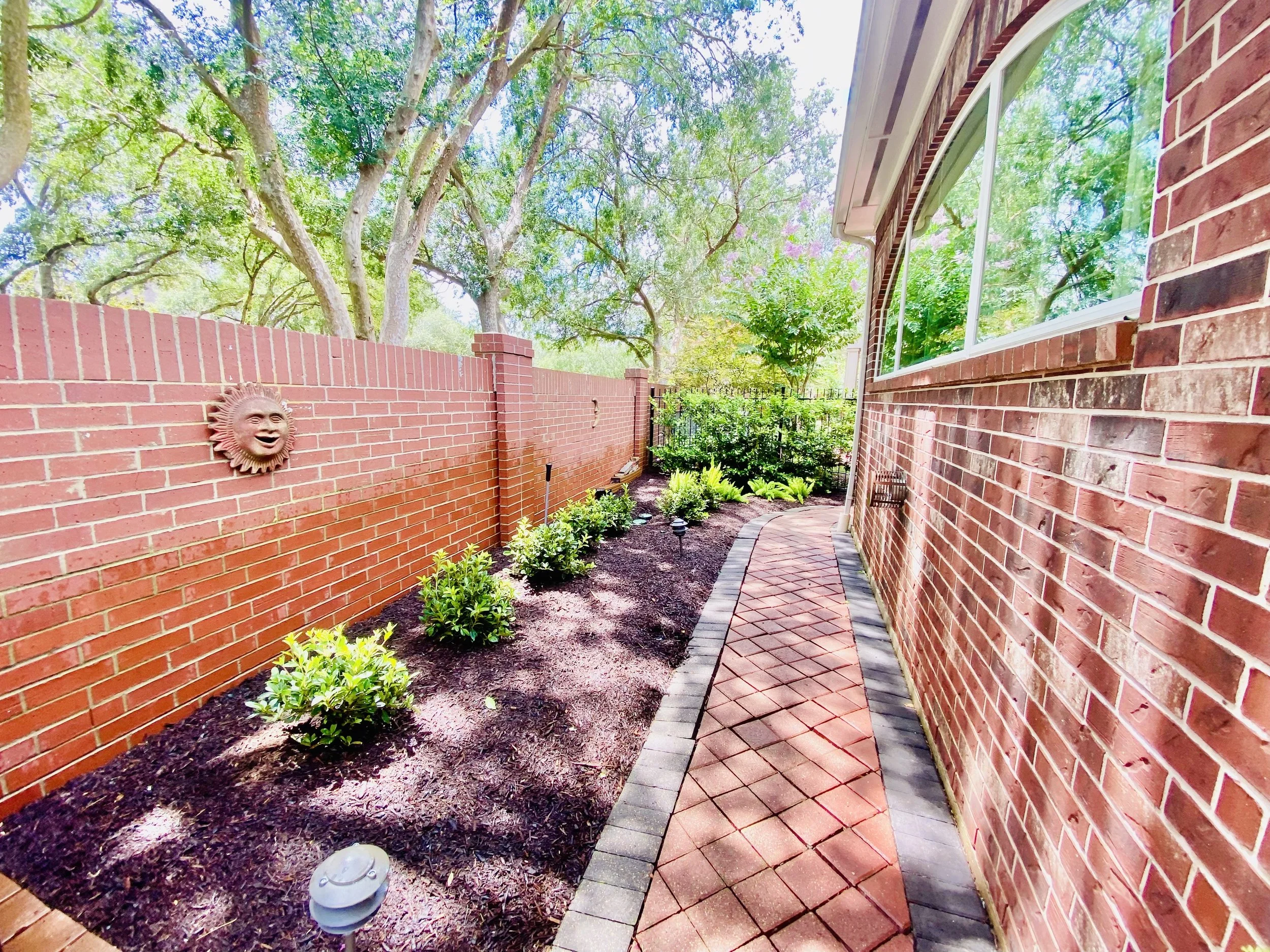 Cleaned garden bed with azaleas and star jasmine trellises beside shaded walkway