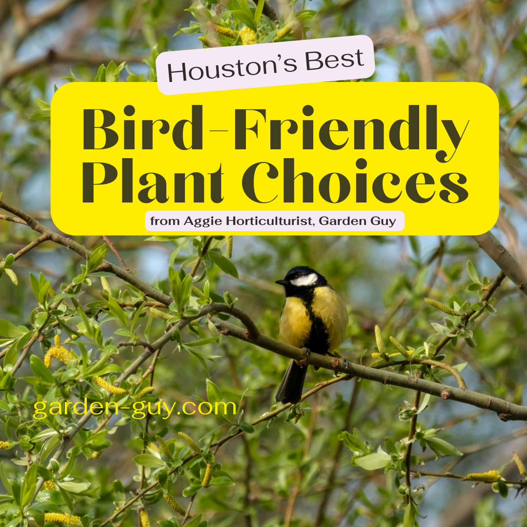 Beautiful Plants for a Bird-Friendly Garden in Houston (Zone 9a)
