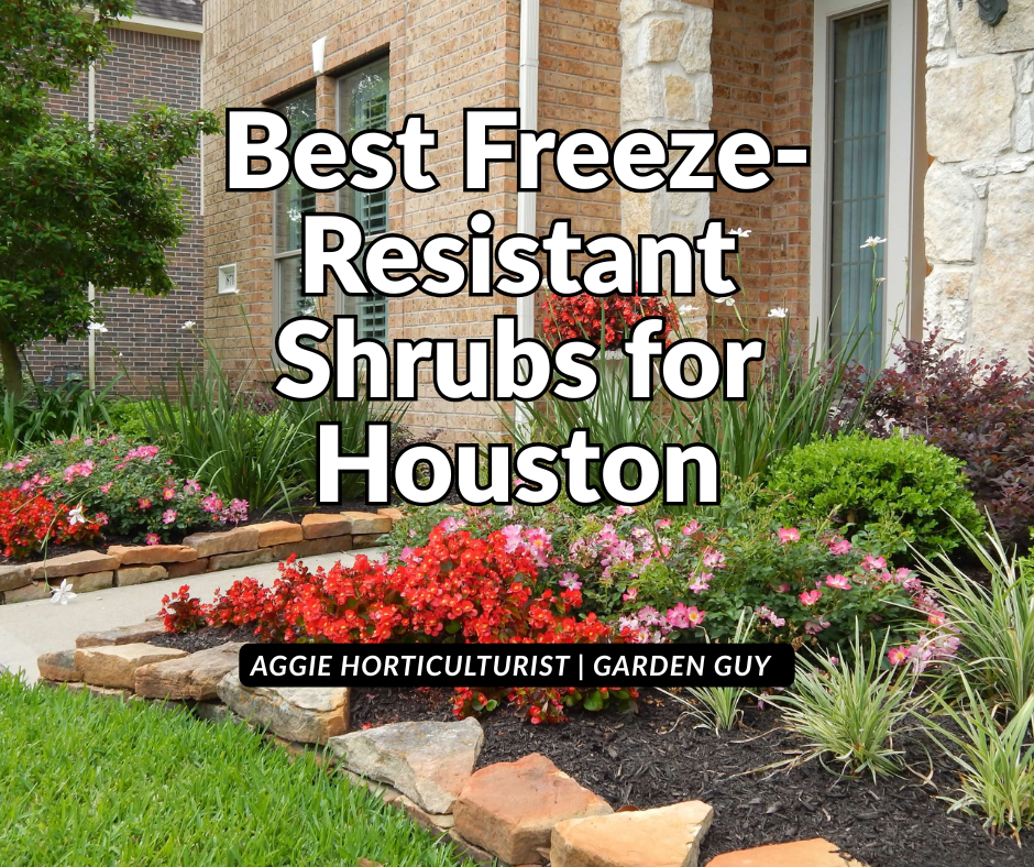 Best Freeze-Resistant Shrubs for Houston: Expert Guide from a Texas A&amp;M Horticulturist