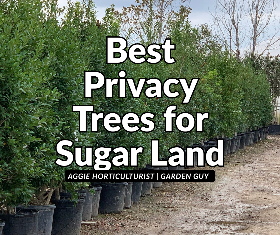 Best Privacy Trees for Sugar Land: Expert Guide to Evergreen Privacy Screens