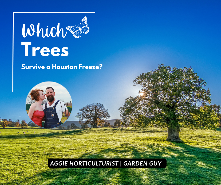 Which Trees Will Survive a Houston &amp; Sugar Land Freeze?