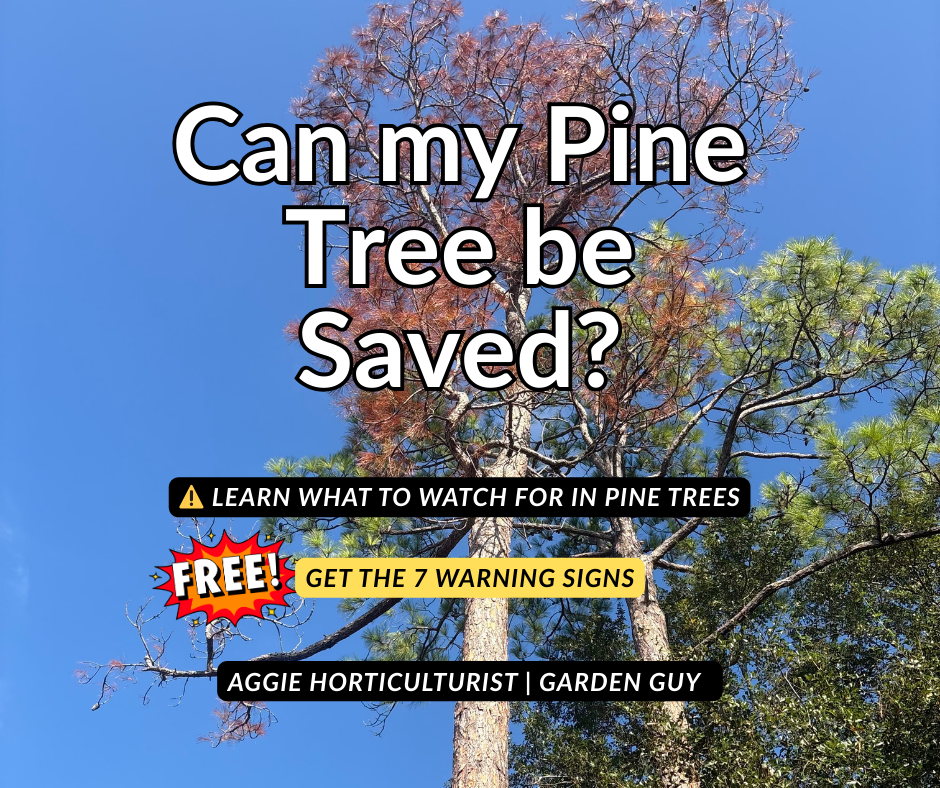 Is Your Pine Tree Dying from the Top Down? Here's What's Really Happening
