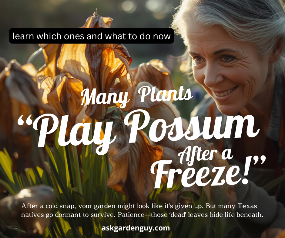 Don't Cut Back "Dead" Plants After a Freeze—Wait Until Valentine's Day to Assess the Damage