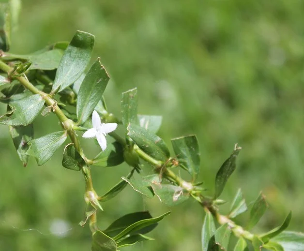 Virginia Buttonweed in Houston &amp; Sugar Land Lawns (And How to Actually Control It)