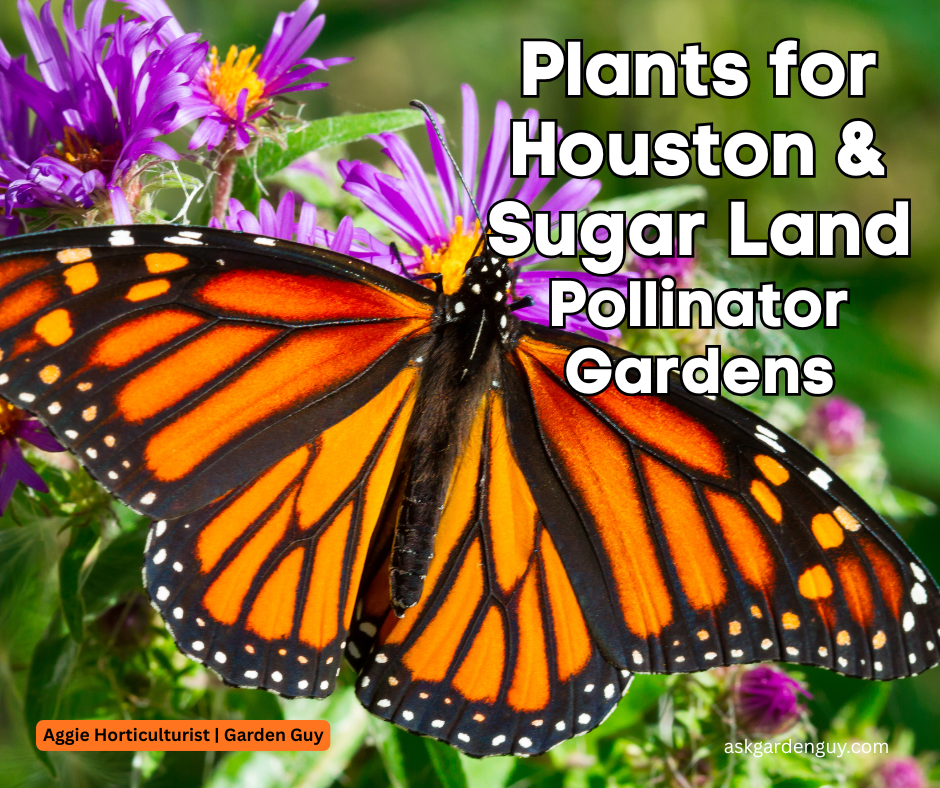 Houston &amp; Sugar Land Pollinator Garden (Zone 9a/9b): My short “actually works here” plant list