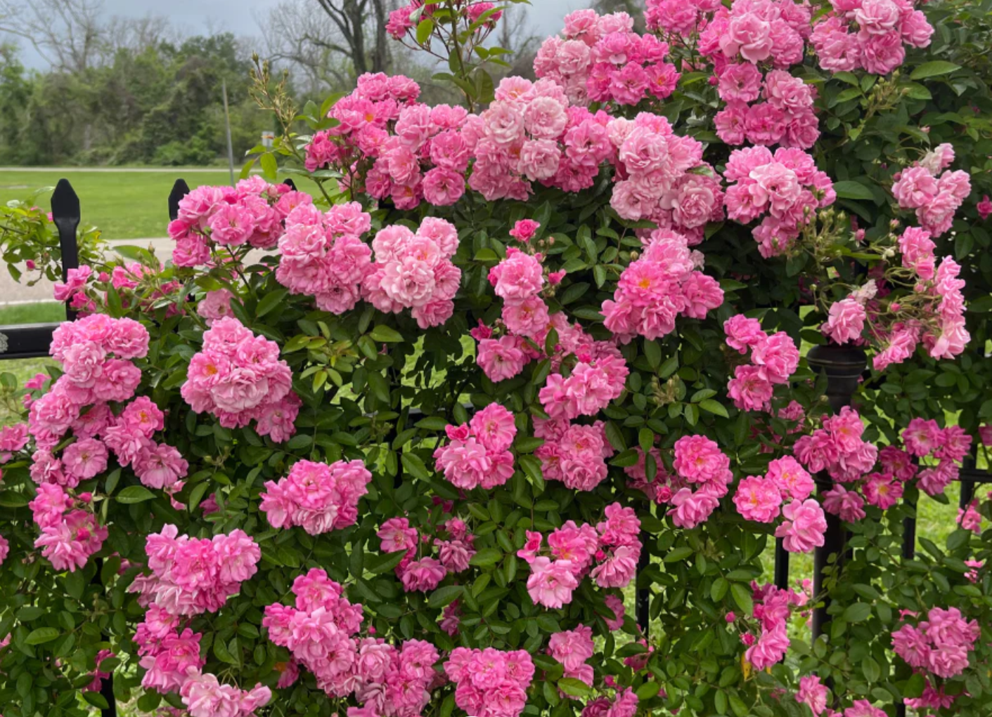 How to Prune Peggy Martin Roses in Houston: The Complete Guide for Sugar Land &amp; Fort Bend County Gardens 